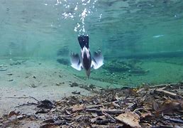 Image result for American Dipper Swimming Underwater