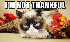Image result for Thanksgiving Cat Pics