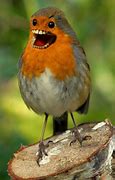 Image result for Chirp Animal