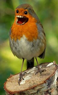 Image result for Beautiful Birds Chirping