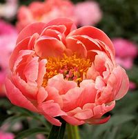 Image result for Paeonia lactiflora Bouquet Perfect