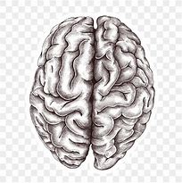 Image result for Human Brain Meme