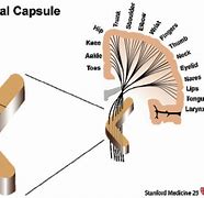 Image result for What Is a Capsule Made Of