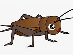 Image result for Field Cricket Insect