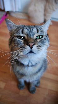 Image result for Cat Pictures Form iPhone