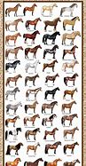 Image result for Types of Race Horses