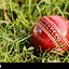 Image result for Cricket