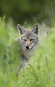 Image result for Oregon Coyote