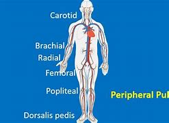 Image result for Puls System