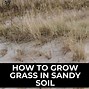 Image result for Watering Grass in Sandy Soil