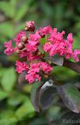 Image result for Lagerstroemia Beverly Rouge