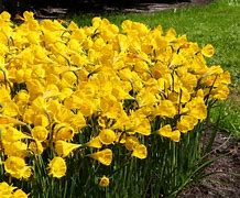 Image result for Narcissus bulbocodium Golden Bells