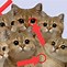 Image result for Dank Cat Memes 2019