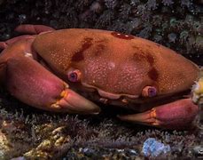 Image result for Crab in Ocean