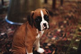 Image result for 8 Week Old Boxer Dog