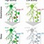 Image result for How to Indicate Memory Consolidation