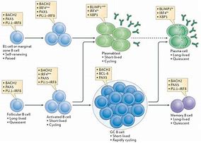 Image result for plasma b cell differentiate