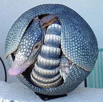 Image result for Nine-Banded Armadillo Rolled Up