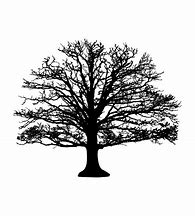 Image result for Tree Silhouette