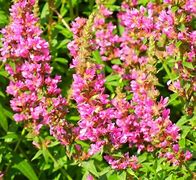 Salvia nemorosa Pink Friesland के लिए छवि परिणाम