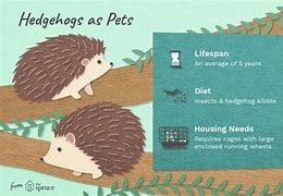 Image result for Hedgehog or Porcupine