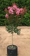 Image result for Lagerstroemia Sioux