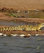 Image result for World Record Biggest Crocodile