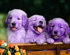 Image result for Funny and Cute Baby Pups