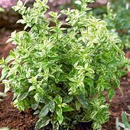 Image result for Euonymus fort. Harlequin