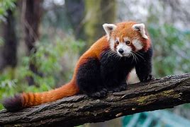 Image result for Red Panda Evolutionary Tree