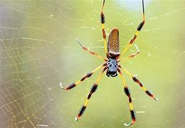 Image result for Biggest Spider in USA