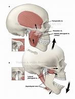 Image result for Under Jaw Anatomy