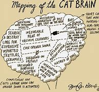 Image result for Funny Brain