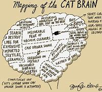 Image result for Cat Brain Damage Meme