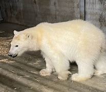Image result for Polar Bear without Fur