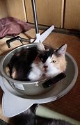 Image result for ねこ鍋