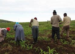Image result for Farming in South Africa