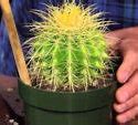 Image result for Large Cactus