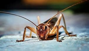 Image result for Cricket Insect Love