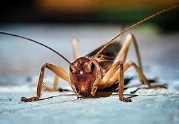 Image result for Cricket Insect in Word