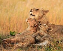 Image result for Most Beautiful Wildlife Photo