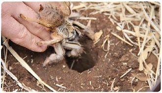 Image result for Baby Baboon Spider