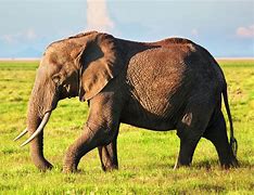 Image result for Safari Elephant