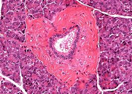 Image result for Pancreatic Duct Histology