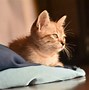 Image result for Persian Cat Funny