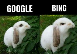 Image result for Google vs Bing Dog Meme