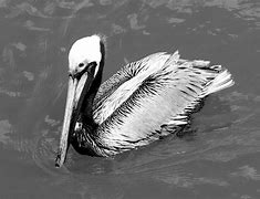 Image result for SCA Pelican Black and White