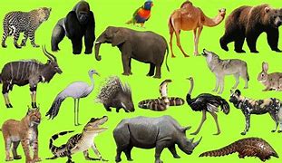 Image result for Five Animals