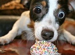 Image result for Funny Food Animals