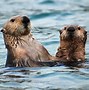 Image result for Sea Otter Photography
